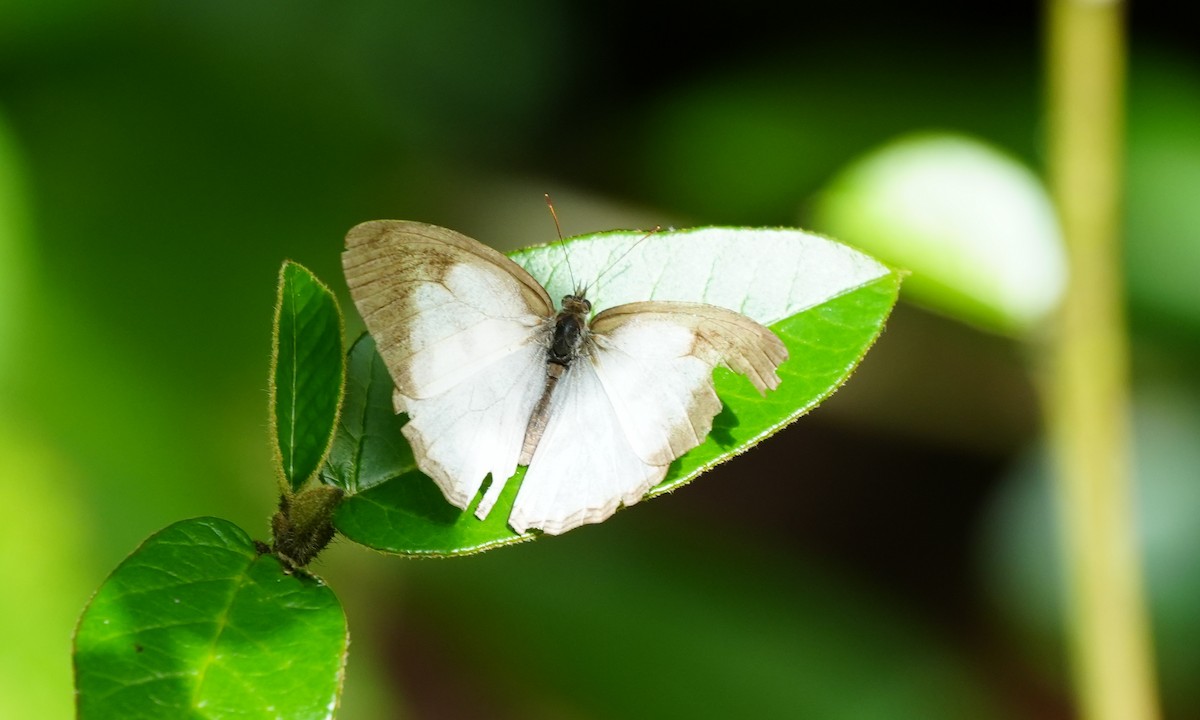 Animals - ML646806659