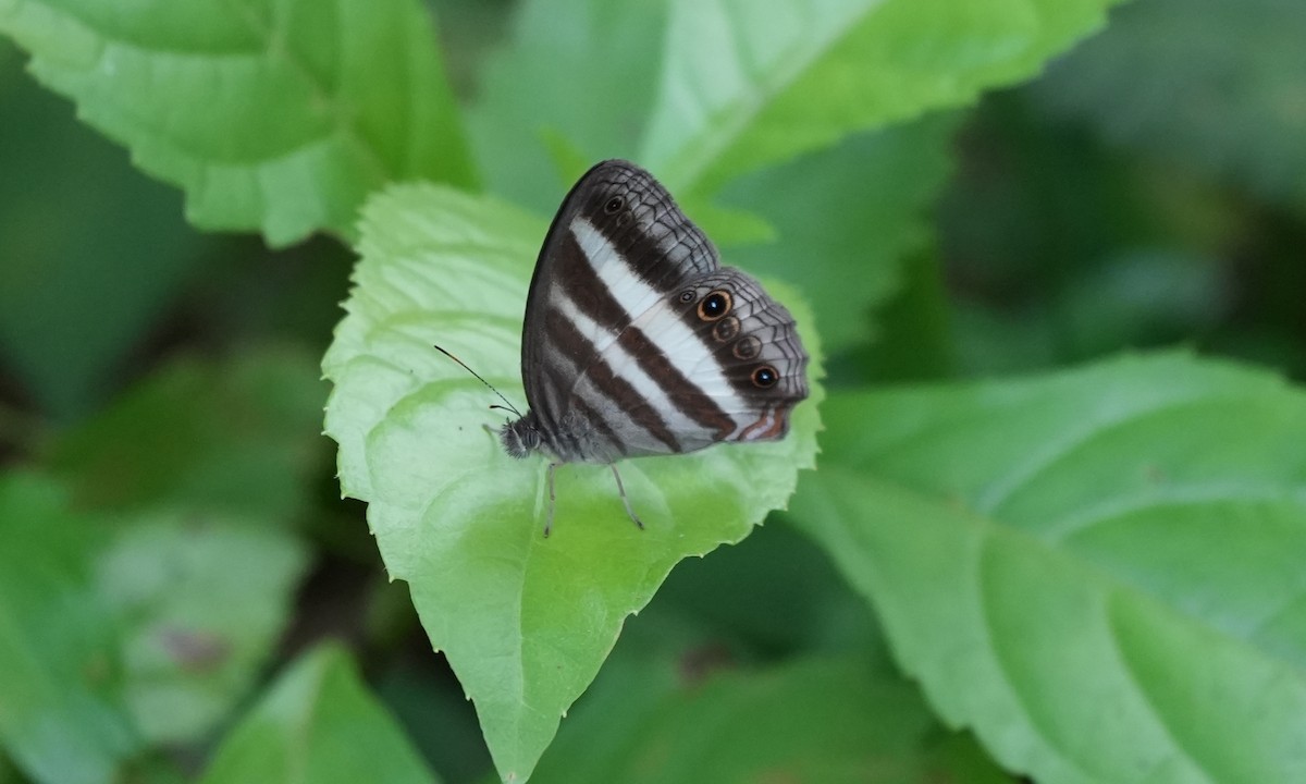 White Satyr - ML646806660