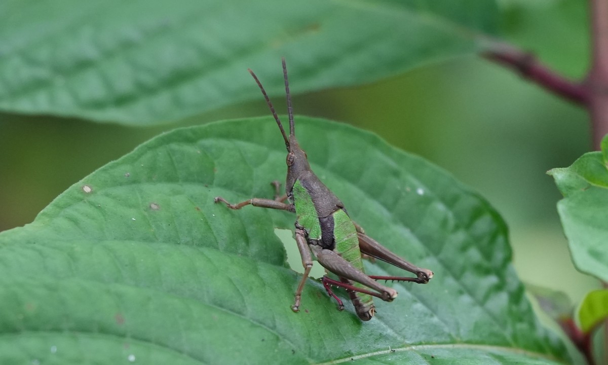 Animals - ML646806661