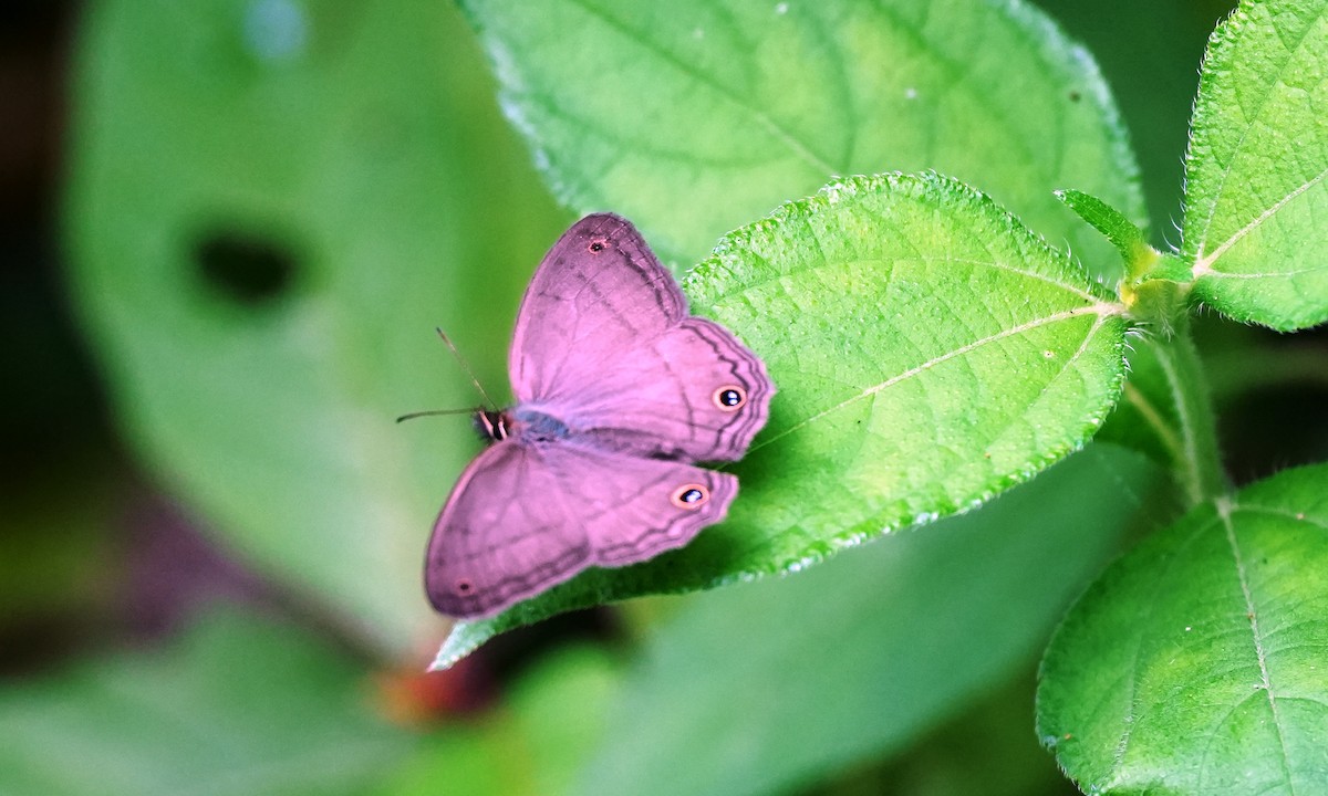 Animals - ML646806662