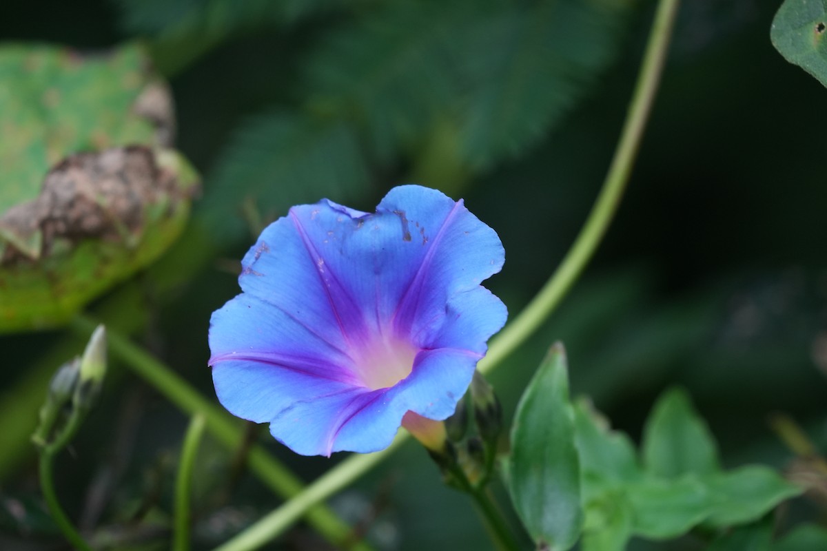 Animals - ML646806663