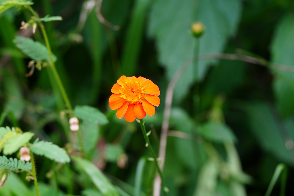 Animals - ML646806664