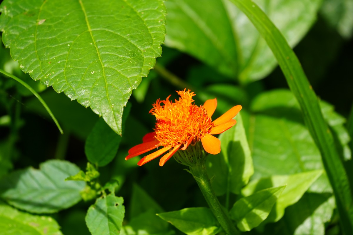 Animals - ML646806665