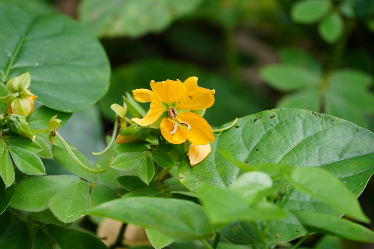 Animals - ML646806666