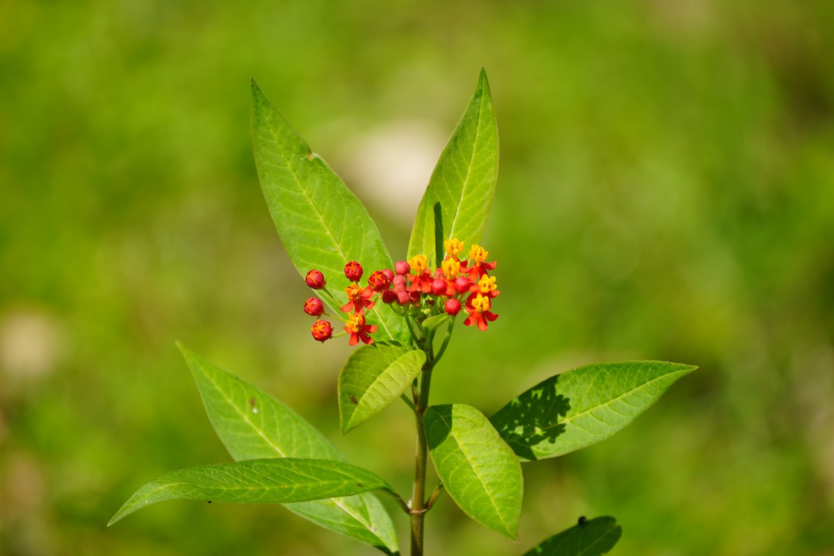 Animals - ML646806667