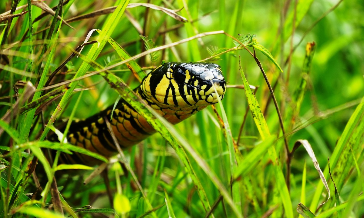 Chicken Snake - ML646806668
