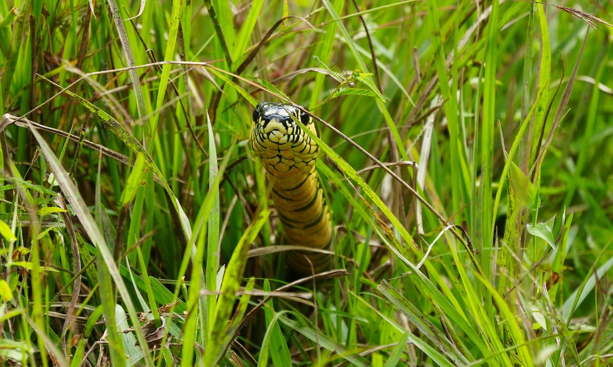 Chicken Snake - ML646806669