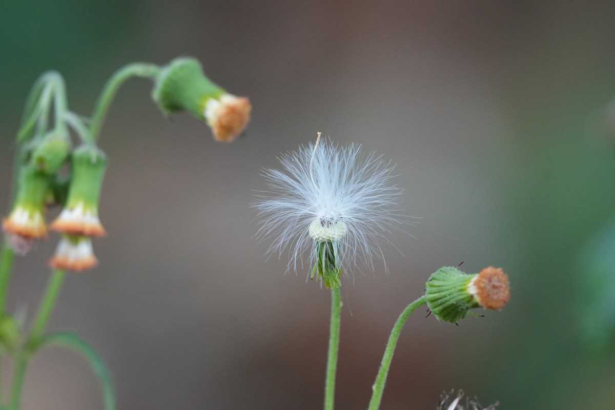 Animals - ML646806670