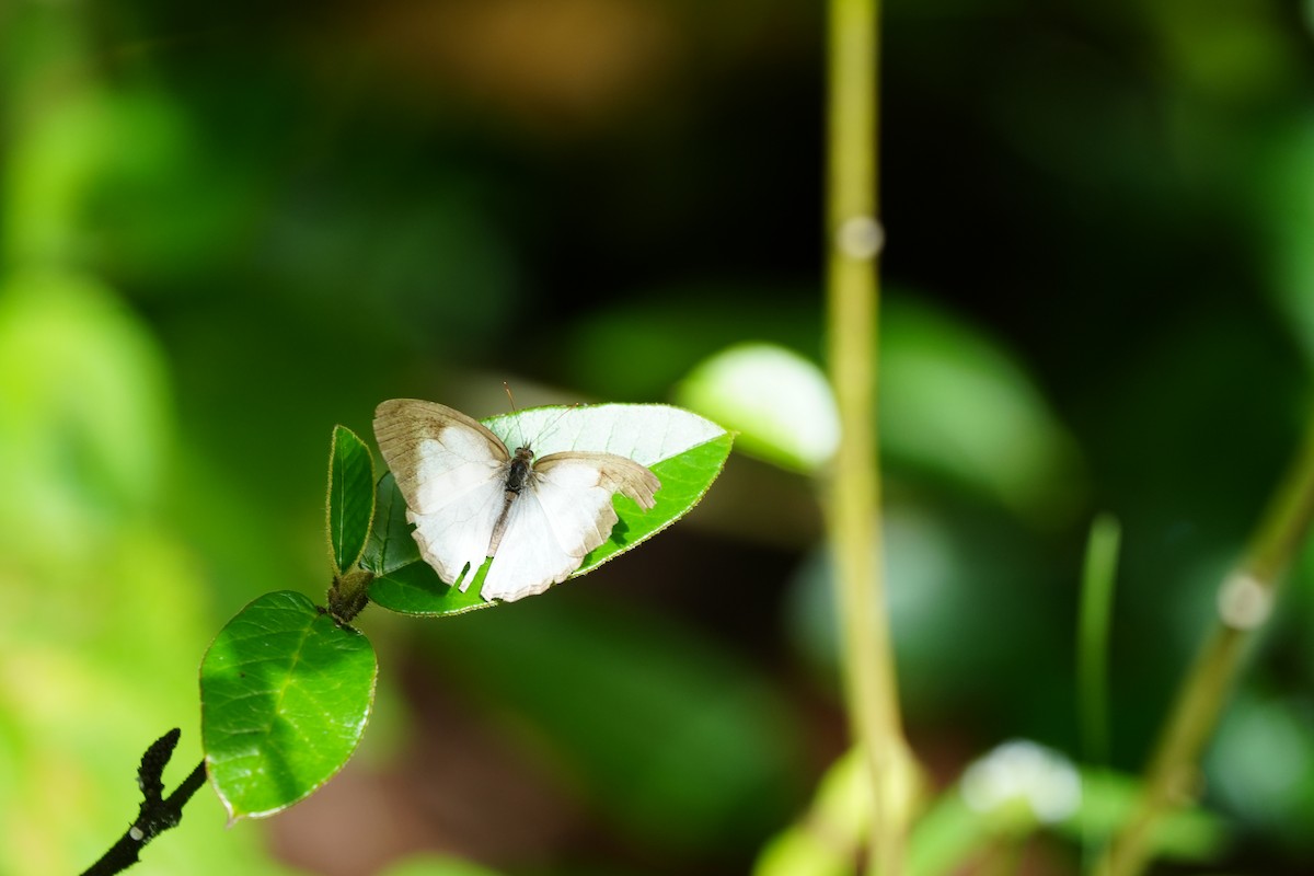 Animals - ML646806671