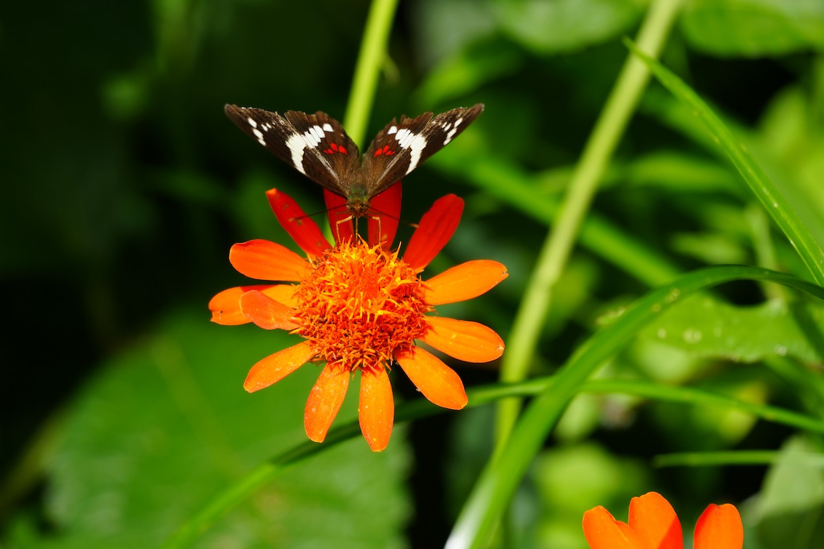 Animals - ML646806672