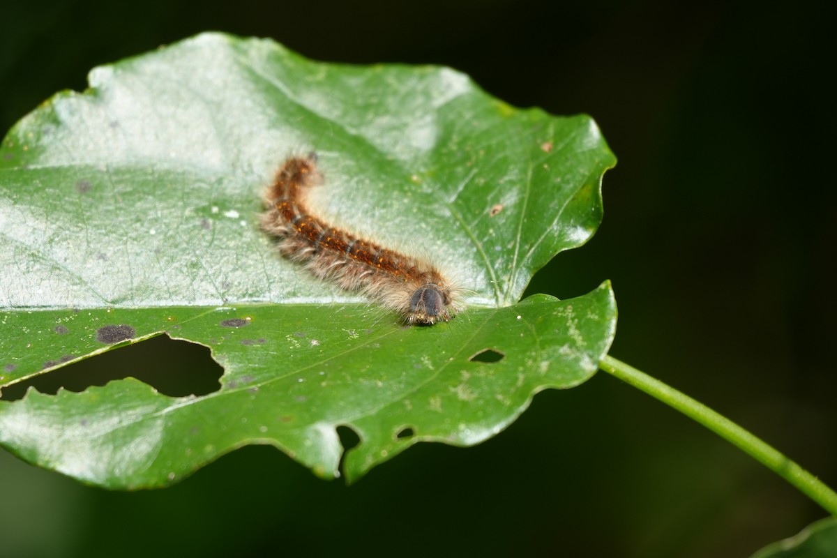 Animals - ML646806673