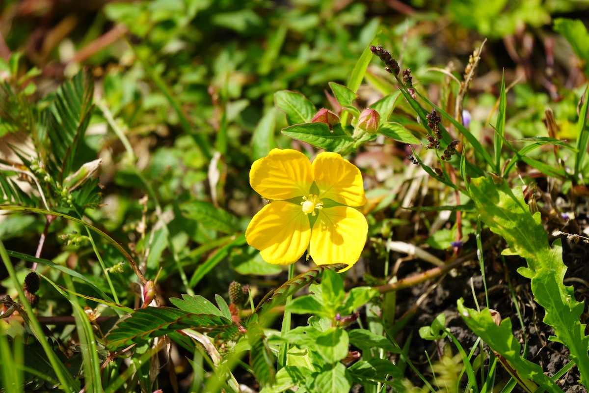 Animals - ML646806675