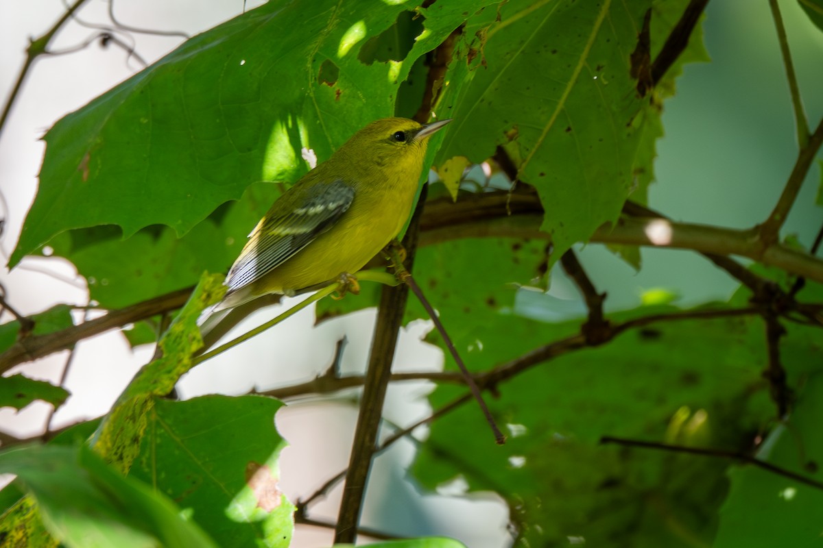 סבכון כחול-כנף - ML646806677
