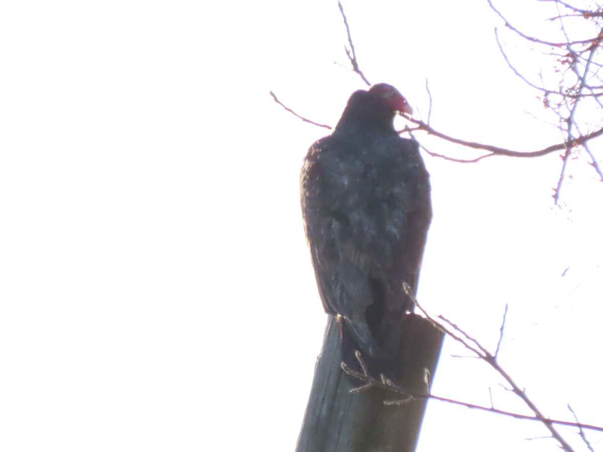 Turkey Vulture - ML646806678