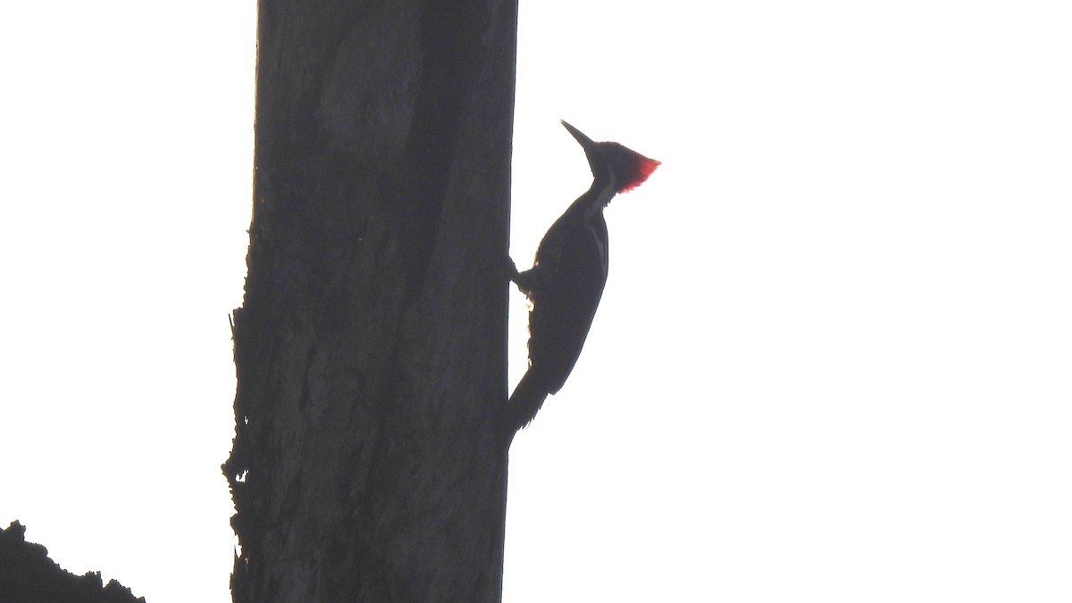 Lineated Woodpecker - ML646806679