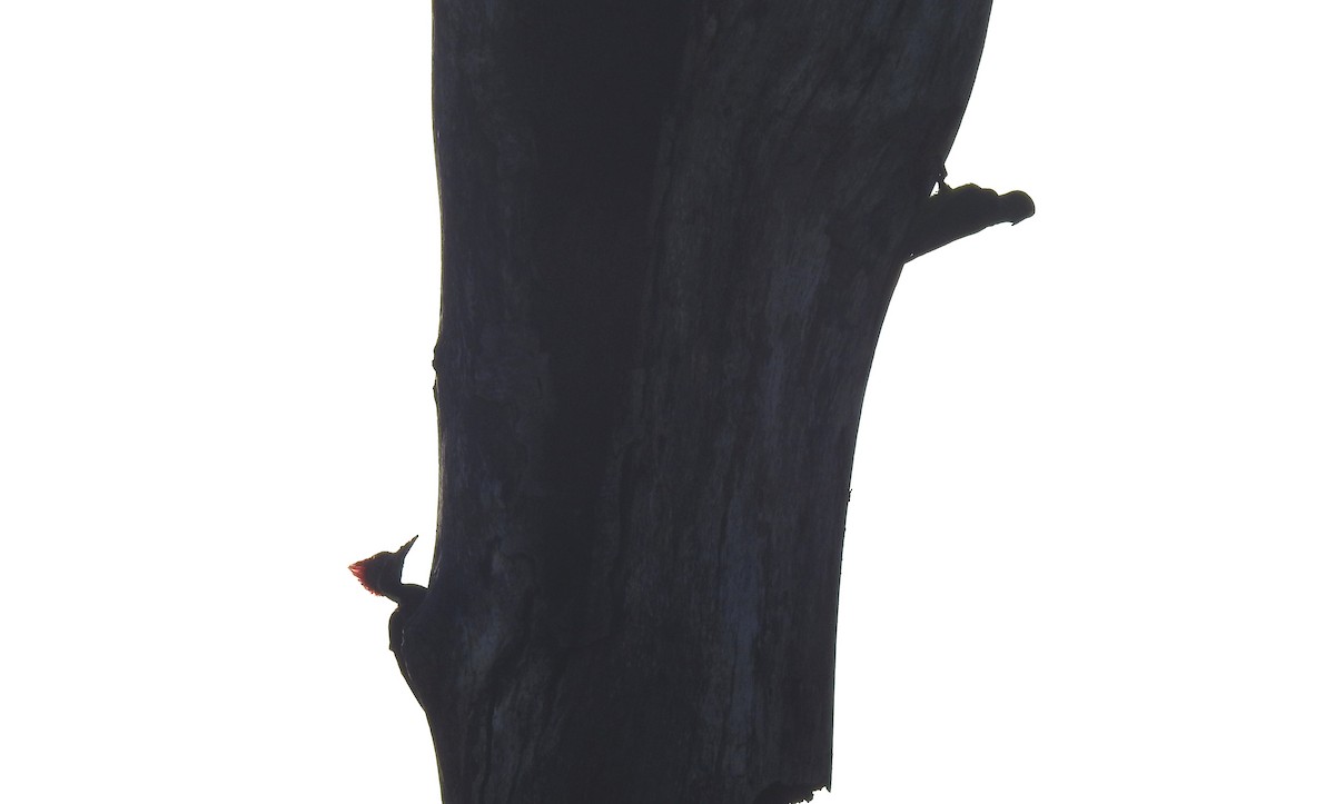 Lineated Woodpecker - ML646806680