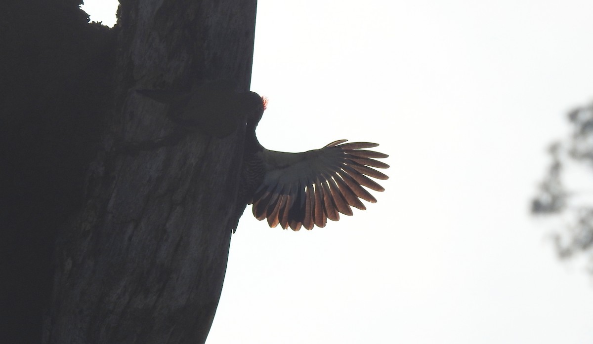 Lineated Woodpecker - ML646806681