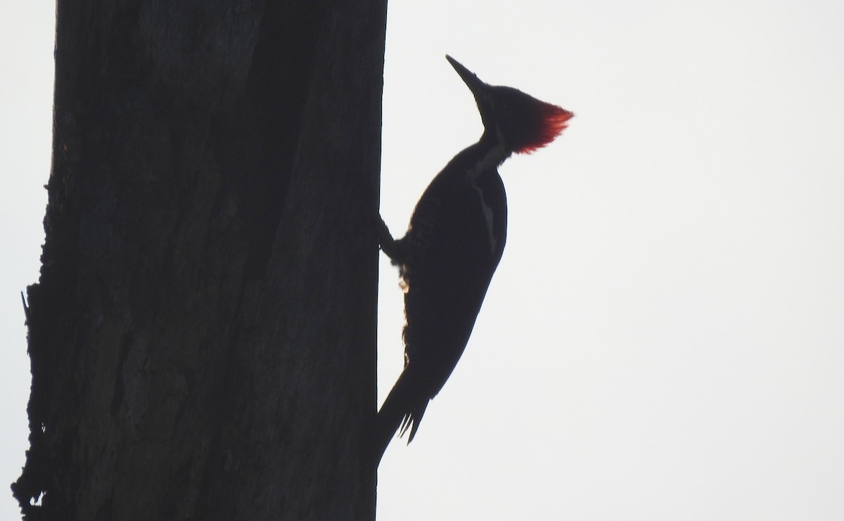 Lineated Woodpecker - ML646806682