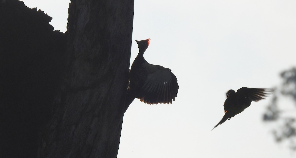 Lineated Woodpecker - ML646806683