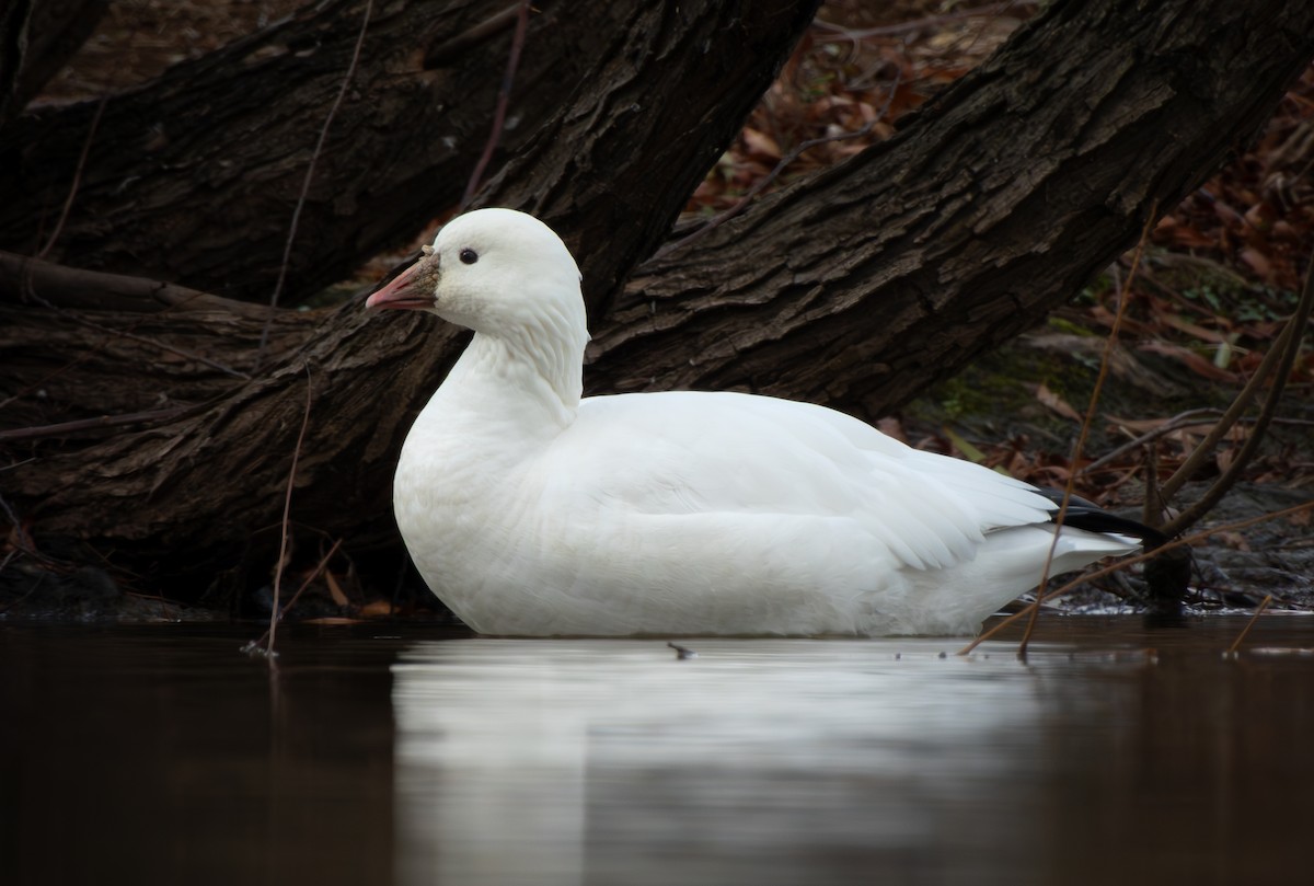 אווז קנדי - ML646806684