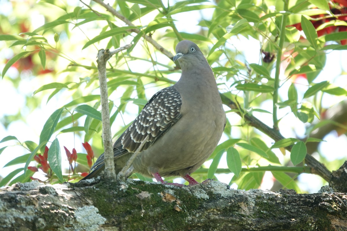Spot-winged Pigeon - ML646806685