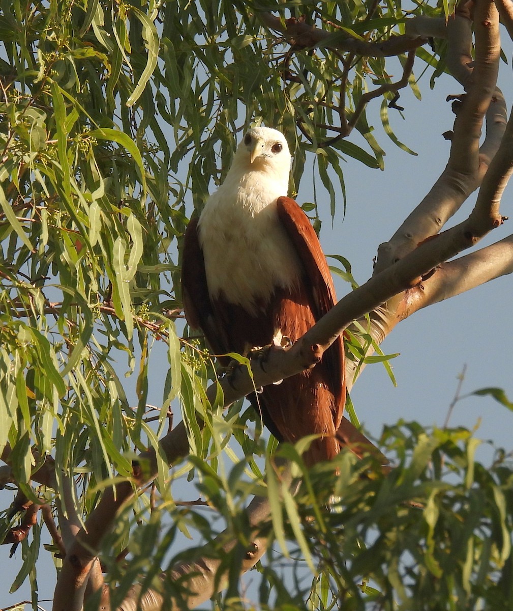 Brahminy Kite - ML646806686