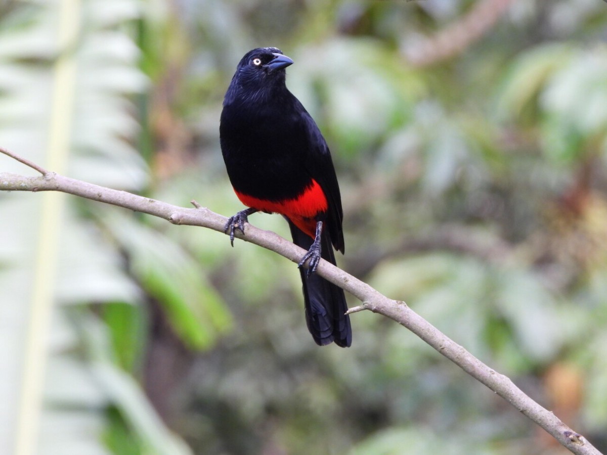 Red-bellied Grackle - ML646806687
