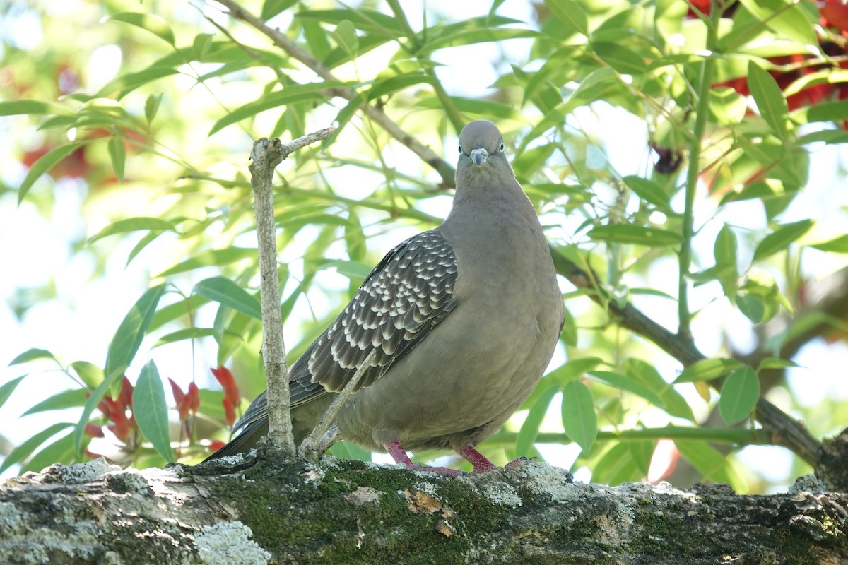 Spot-winged Pigeon - ML646806689
