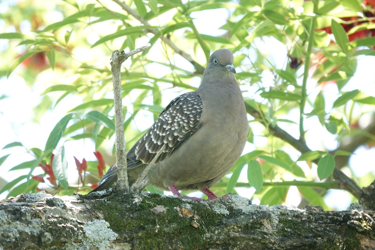 Spot-winged Pigeon - ML646806693