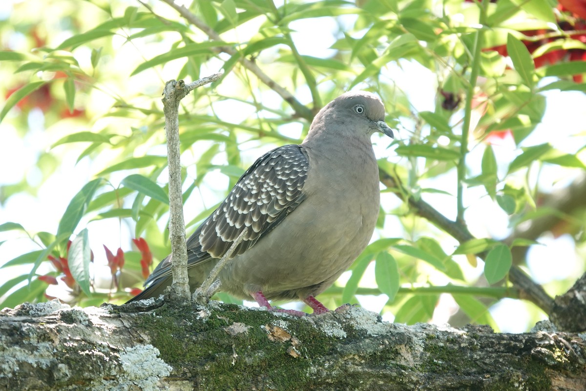 Spot-winged Pigeon - ML646806694