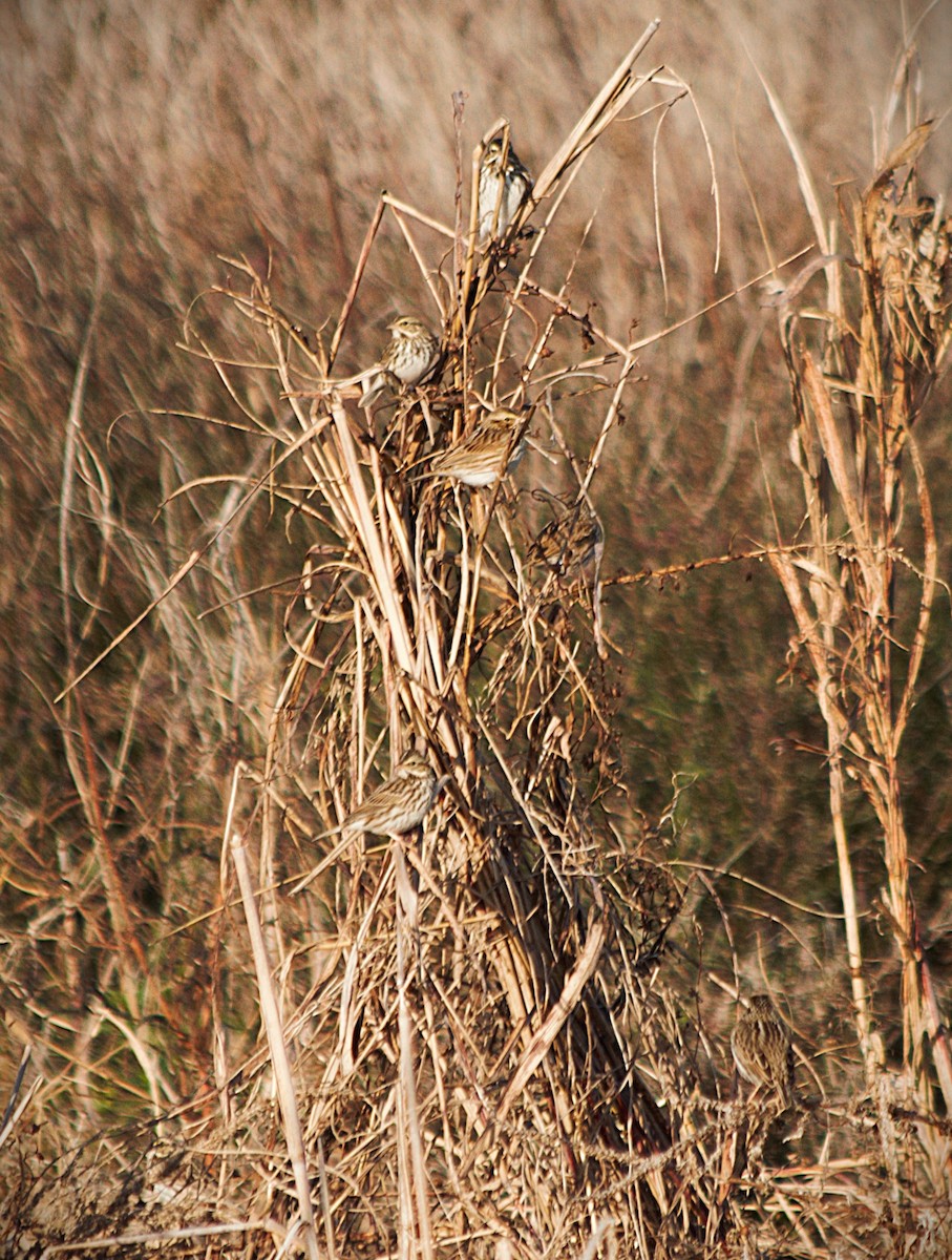 גיבתונית ערבות - ML646806695