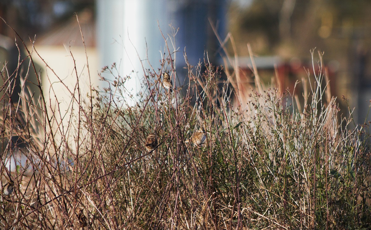 גיבתונית ערבות - ML646806696