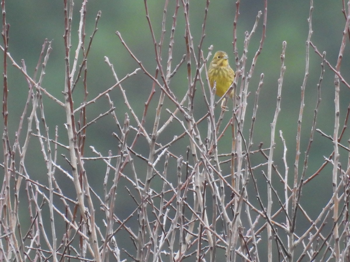 גיבתון צהוב - ML646806697