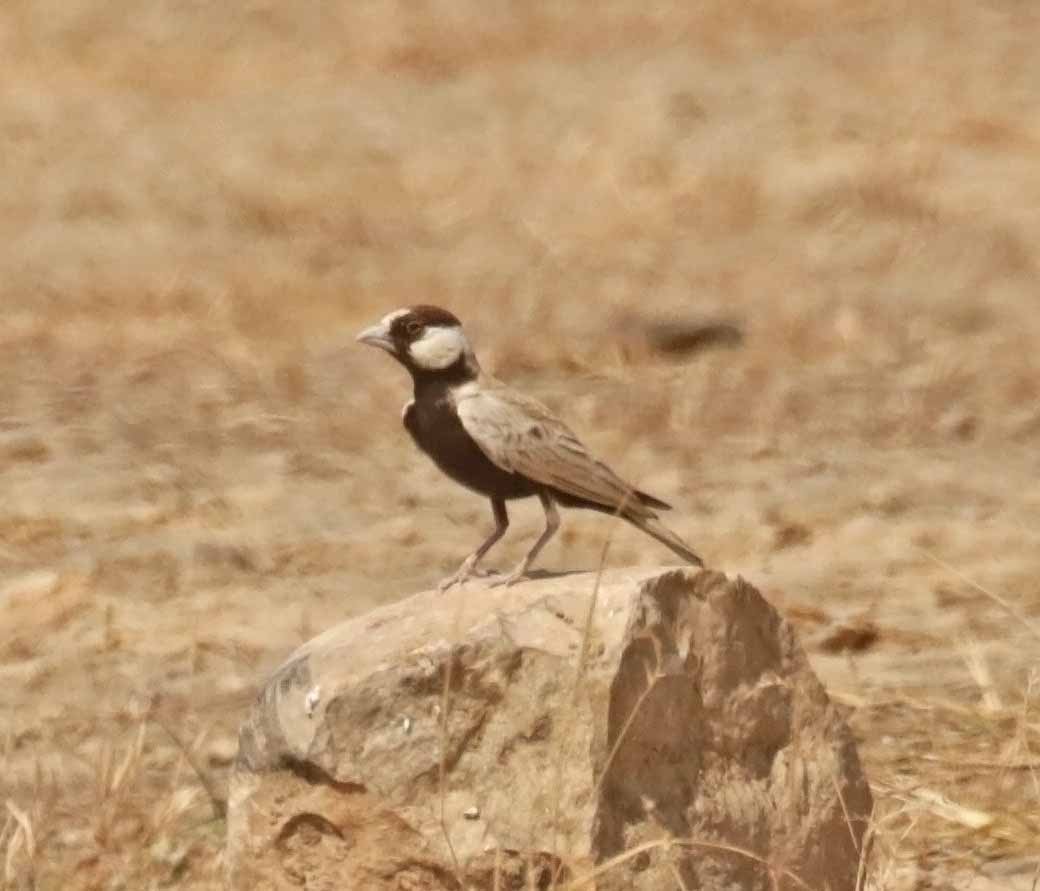 צחיחן שחור-כיפה - ML646806698