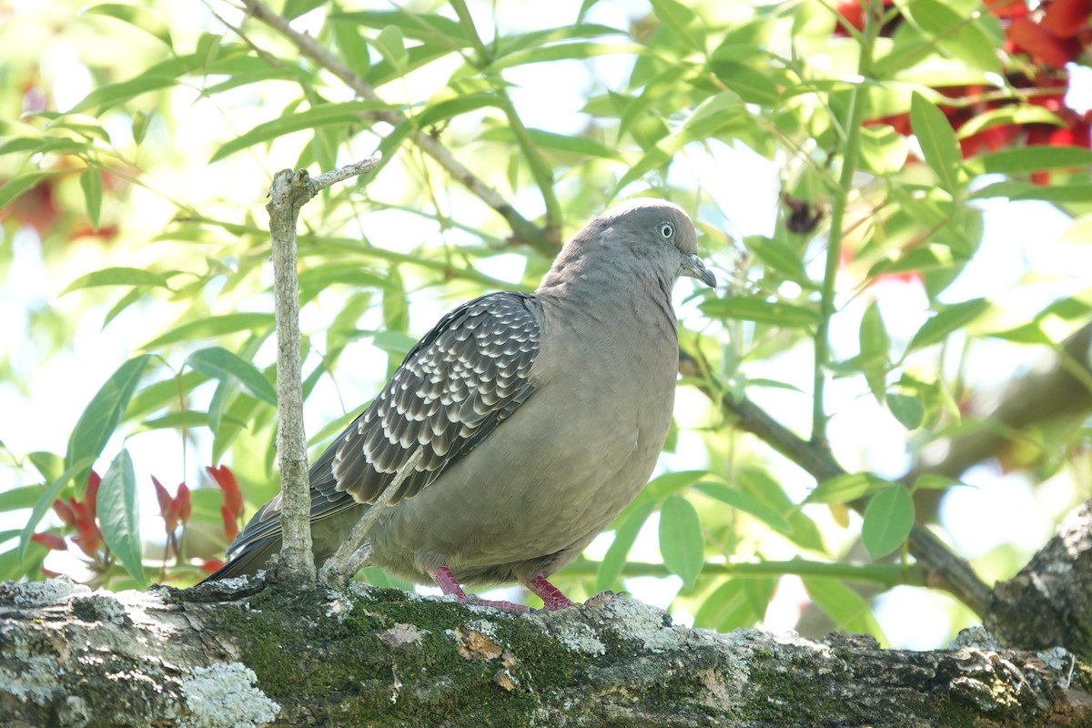 Fleckentaube - ML646806699