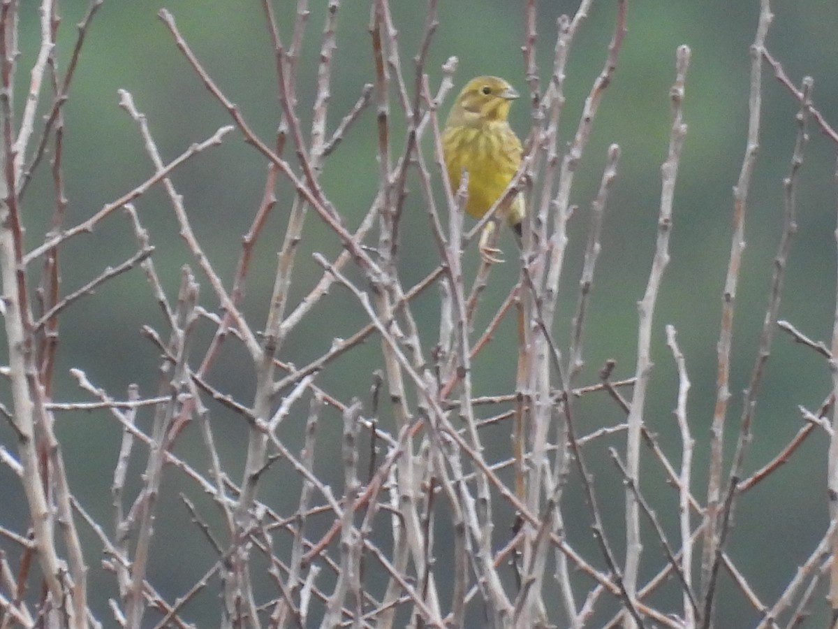 גיבתון צהוב - ML646806700