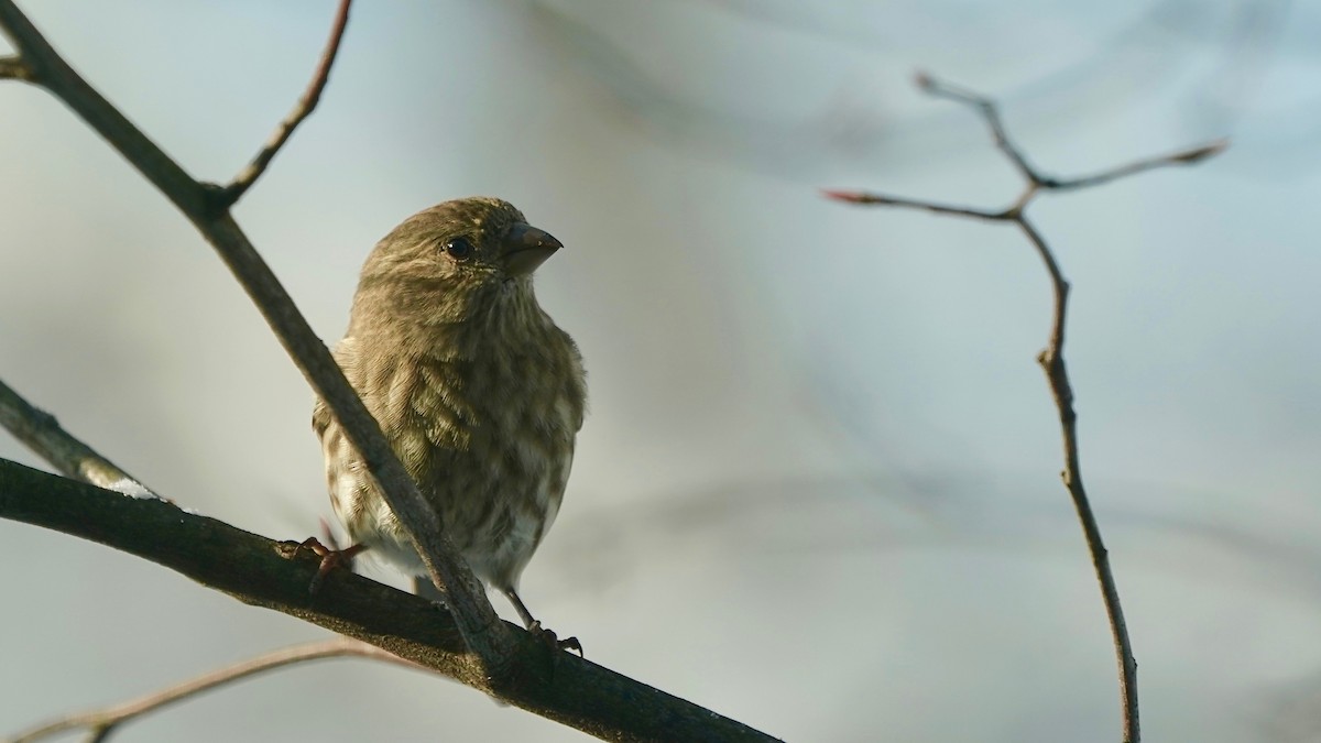 House Finch - ML646806703