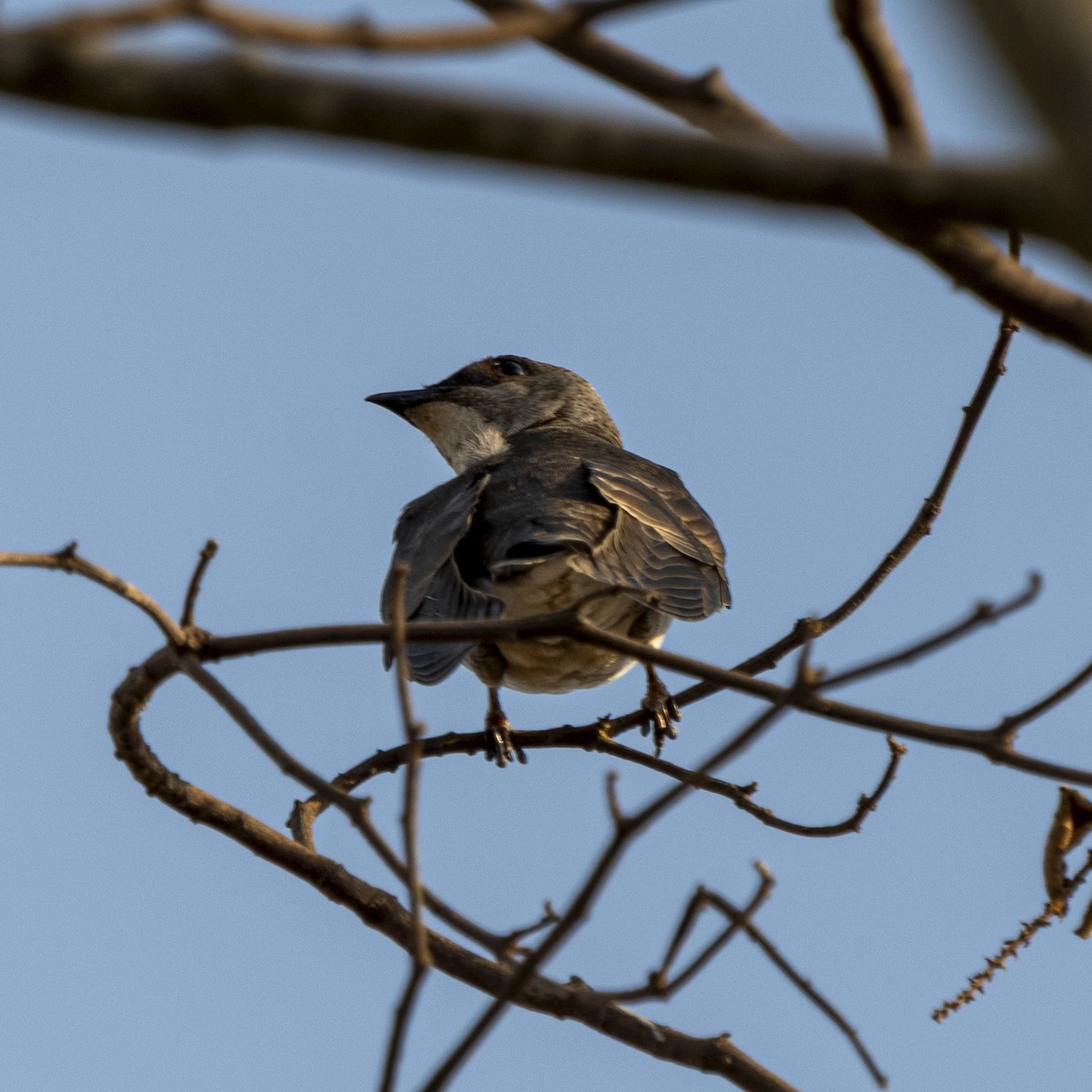 Brown-chested Martin - ML646806704