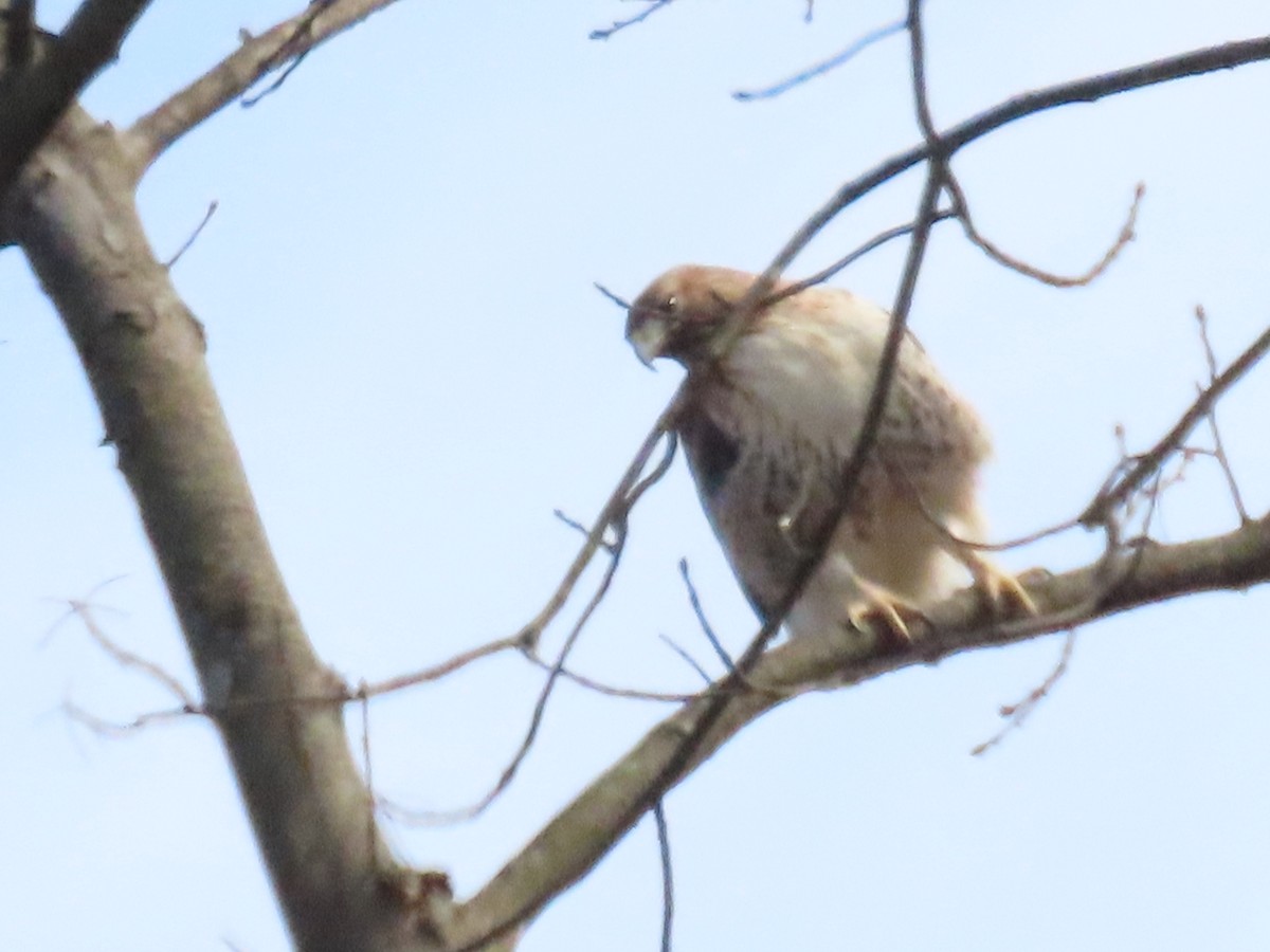 Red-tailed Hawk - ML646806710