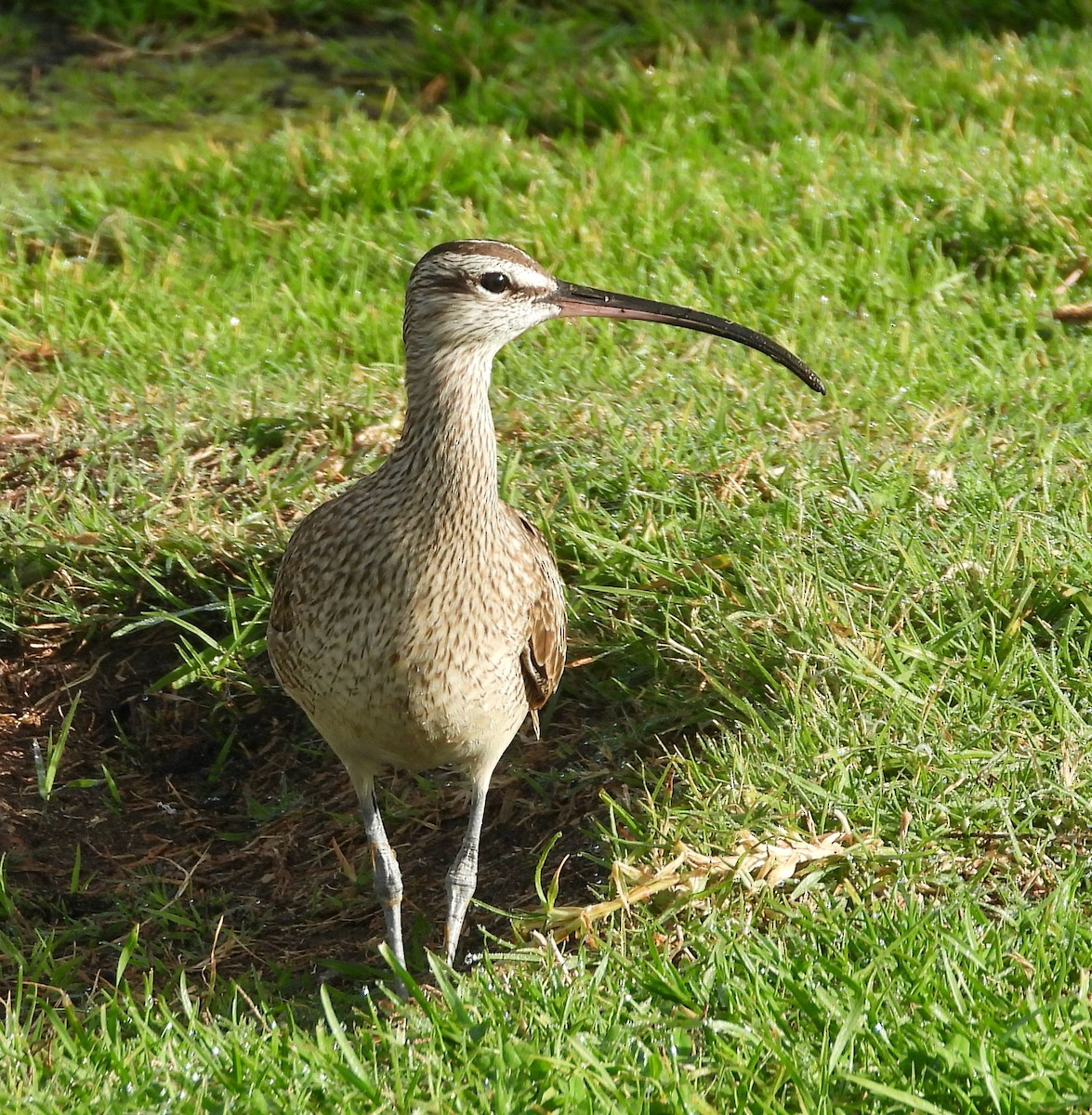 Кульон гудзонський - ML646806717