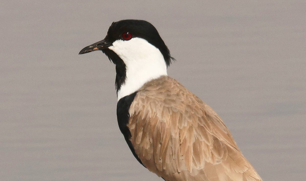 Spur-winged Lapwing - ML646806720
