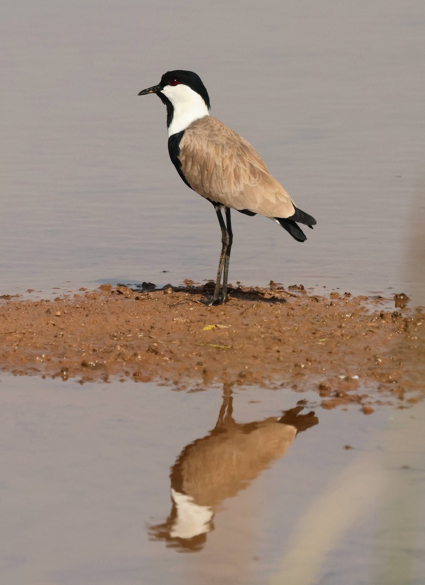 Spur-winged Lapwing - ML646806721