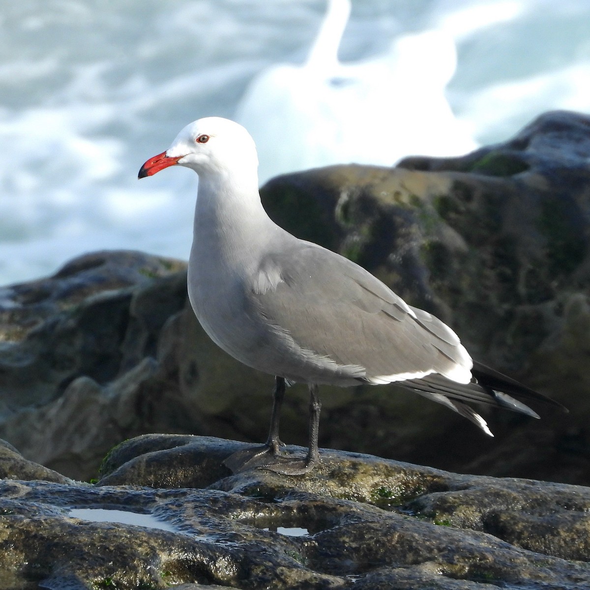Мартин червонодзьобий - ML646806722