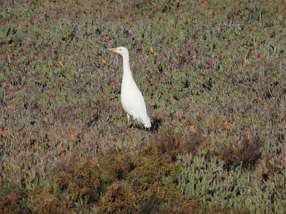 Western Cattle-Egret - ML646806723