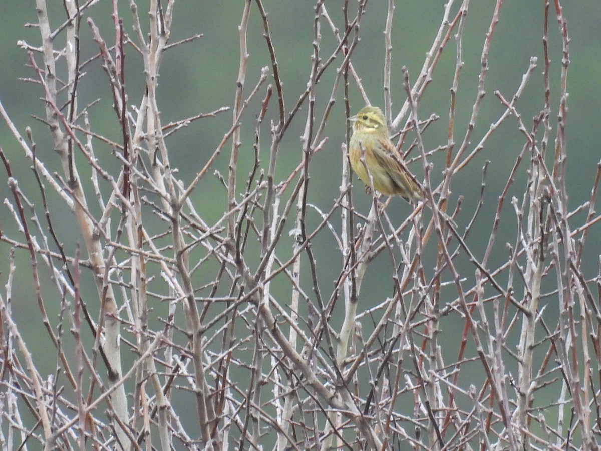 גיבתון צהוב - ML646806731