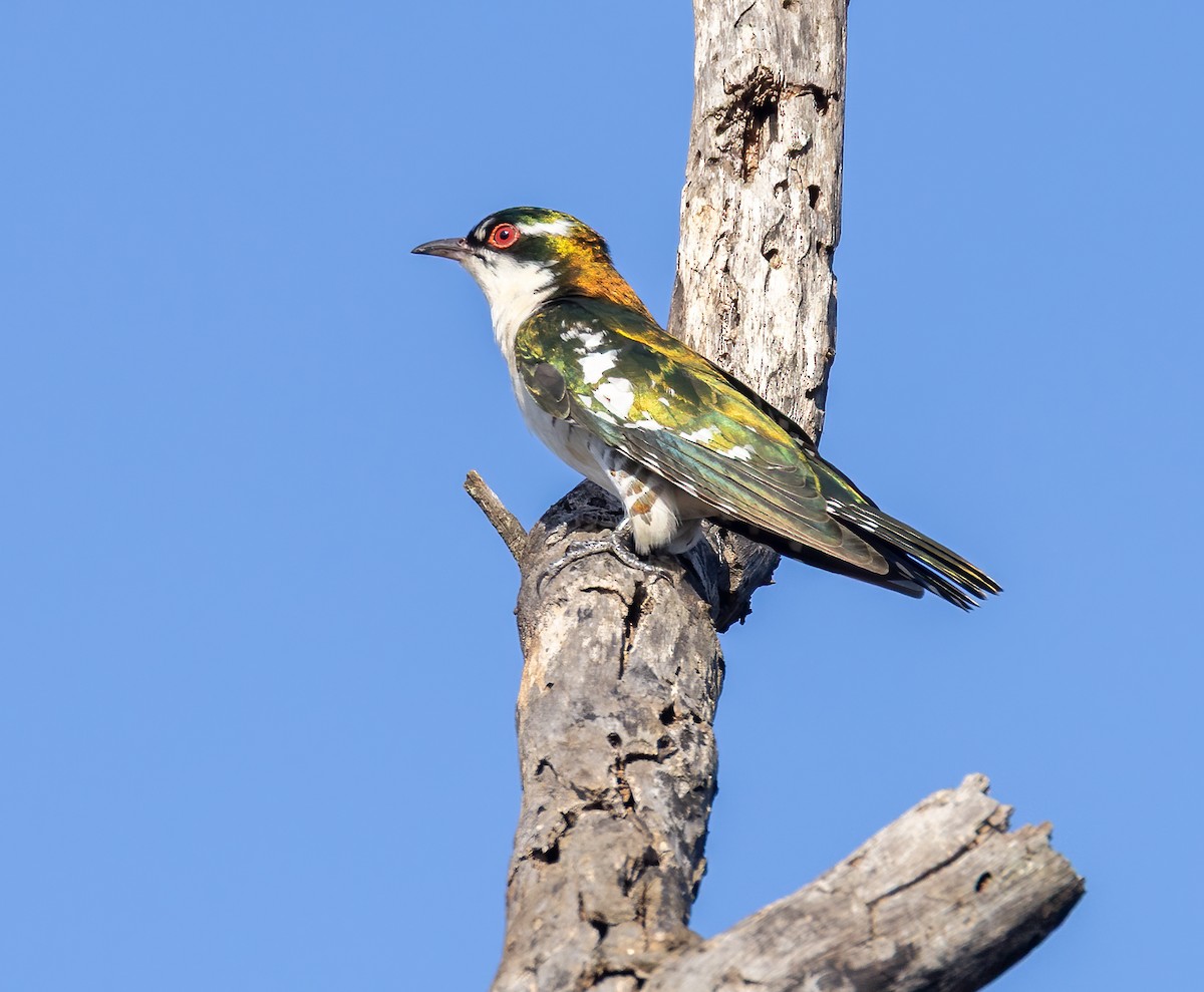 Dideric Cuckoo - ML646806733