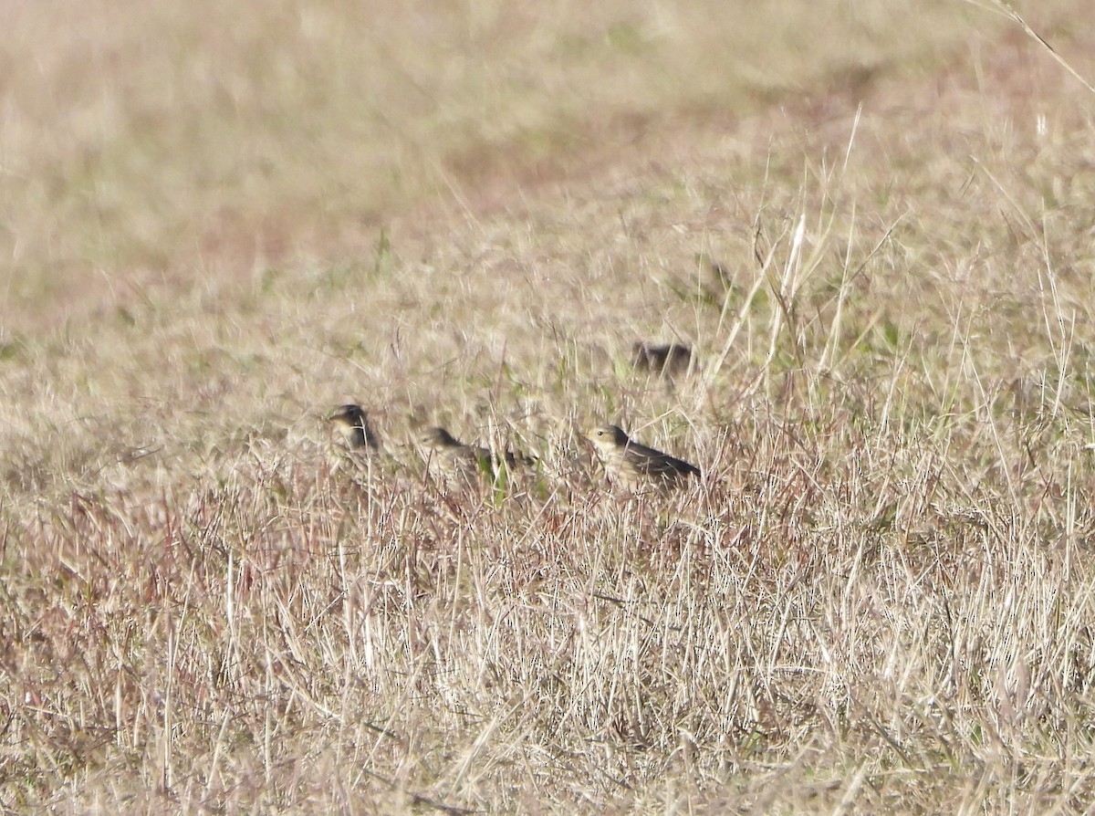 American Pipit - ML646806736