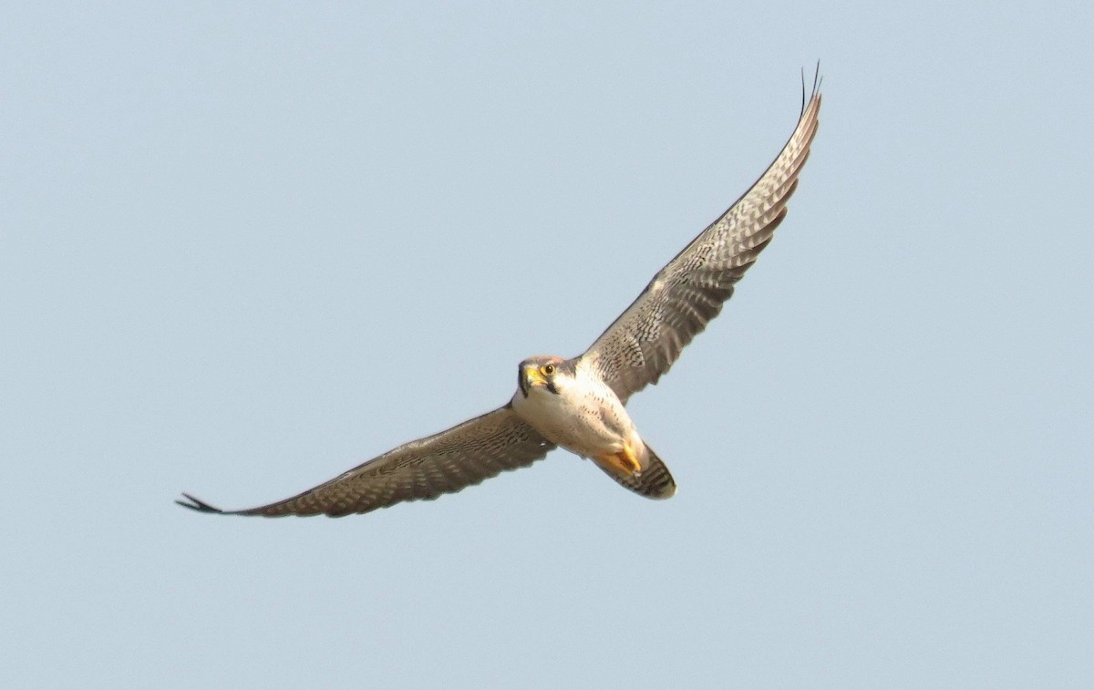 Lanner Falcon - ML646806747