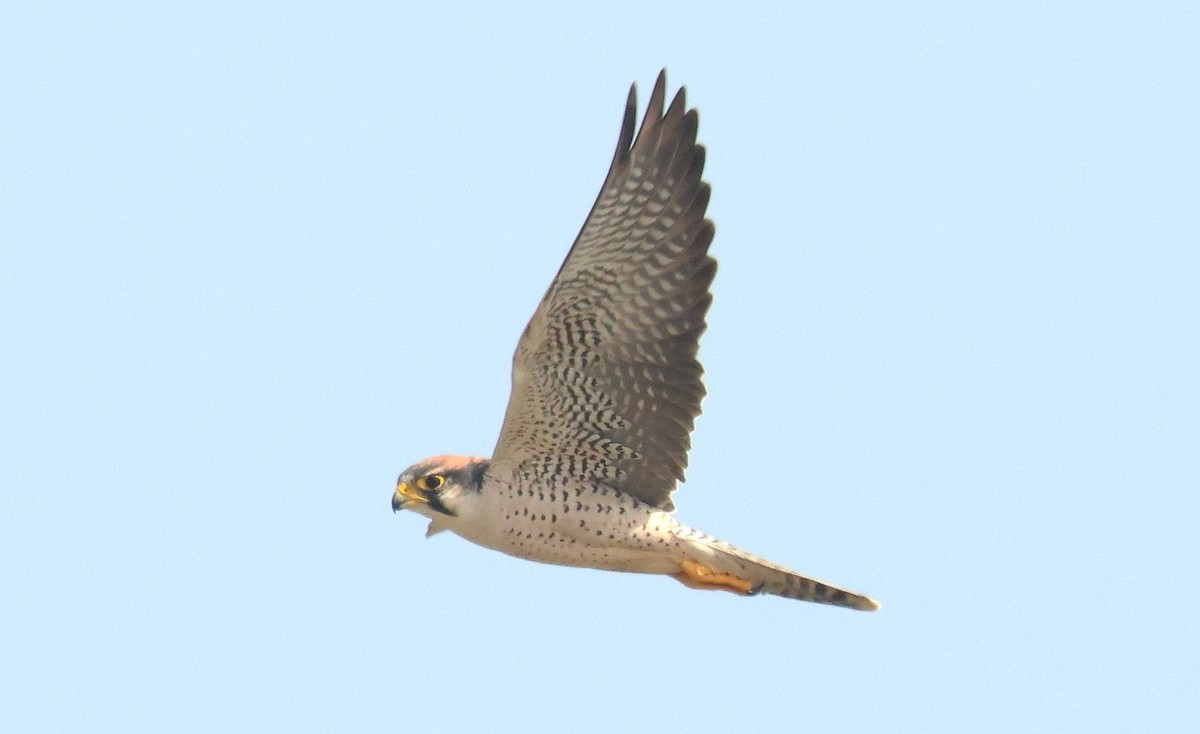 Lanner Falcon - ML646806748