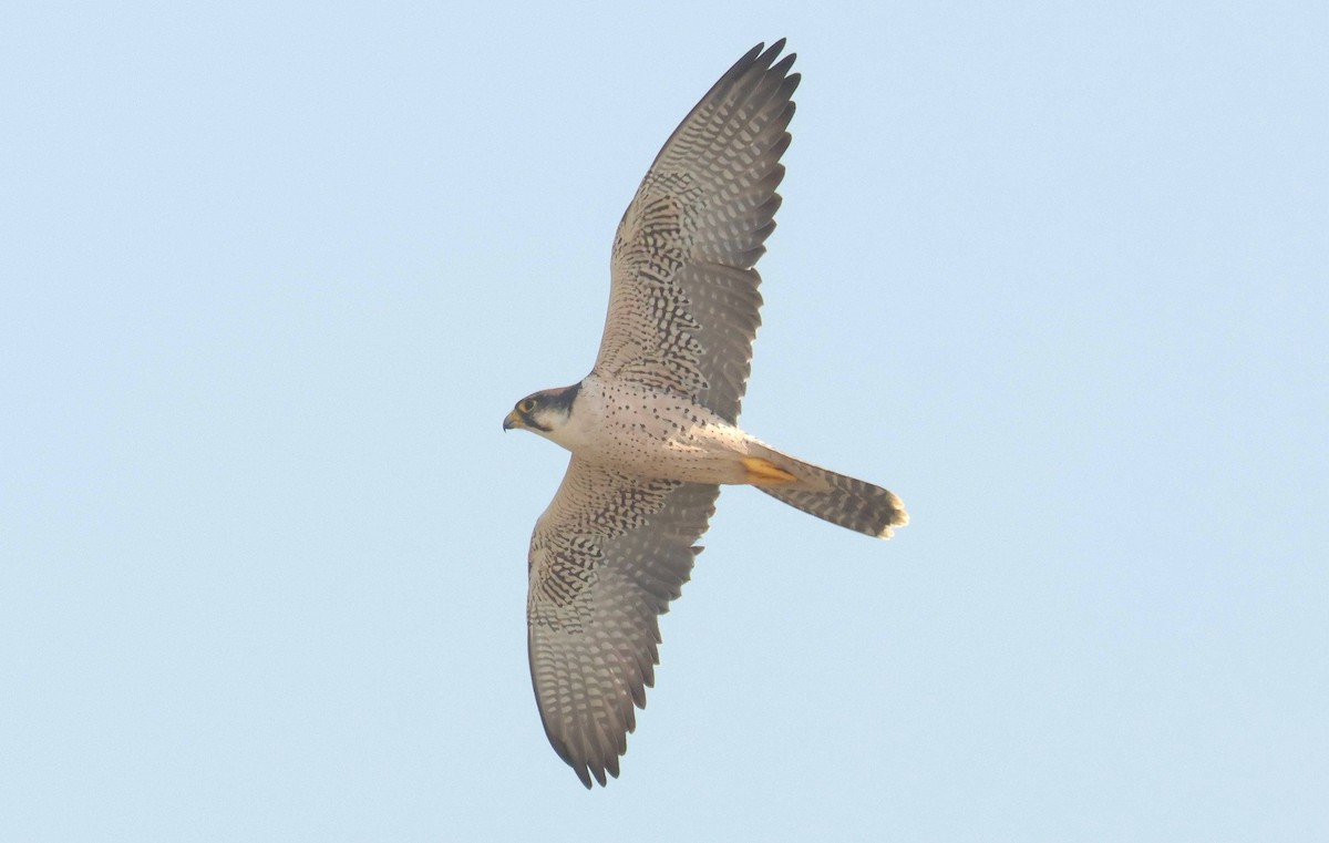 Lanner Falcon - ML646806749